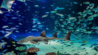 【誕生日特典】サンシャイン水族館「ショップ アクアポケット 10％OFF」プレゼント！